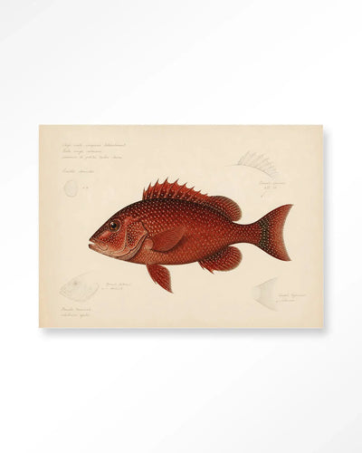 Red Snapper - Moderne Wanddecoratie | Artprint, Glass Art & Wandkleed by Urban Cotton