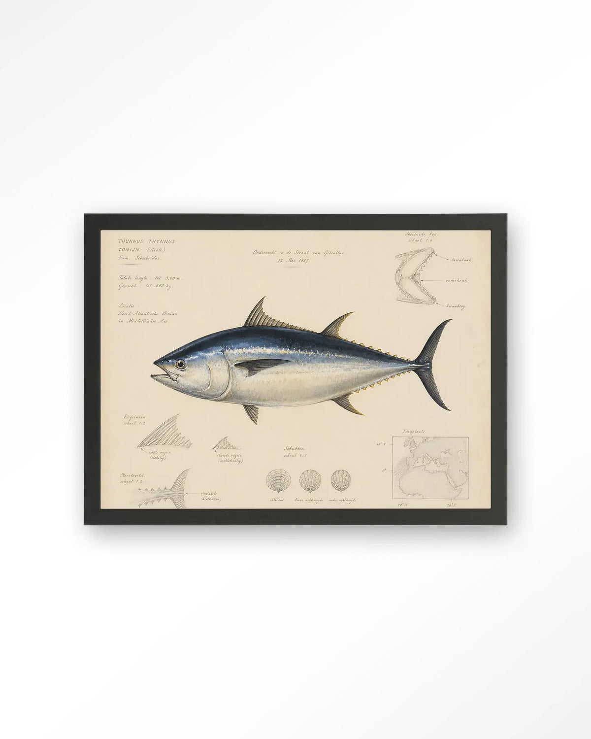 Tuna Fish - Moderne Wanddecoratie | Artprint, Glass Art & Wandkleed by Urban Cotton