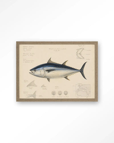 Tuna Fish - Moderne Wanddecoratie | Artprint, Glass Art & Wandkleed by Urban Cotton