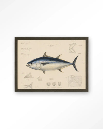 Tuna Fish - Moderne Wanddecoratie | Artprint, Glass Art & Wandkleed by Urban Cotton