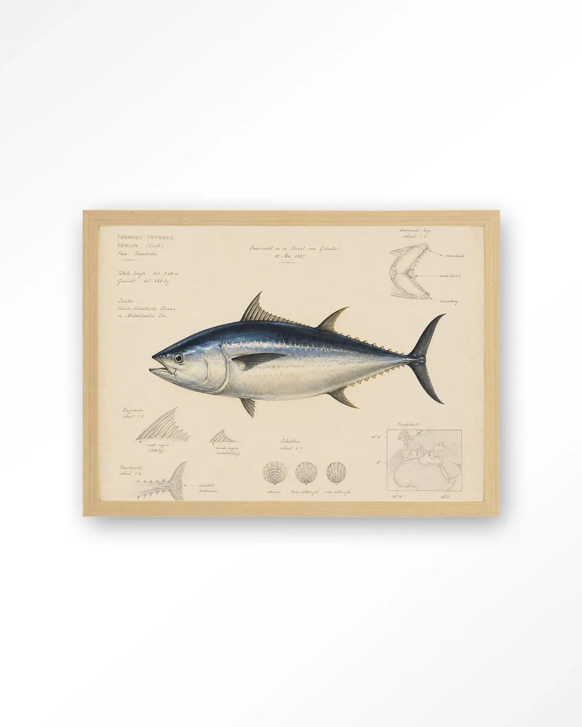 Tuna Fish - Moderne Wanddecoratie | Artprint, Glass Art & Wandkleed by Urban Cotton