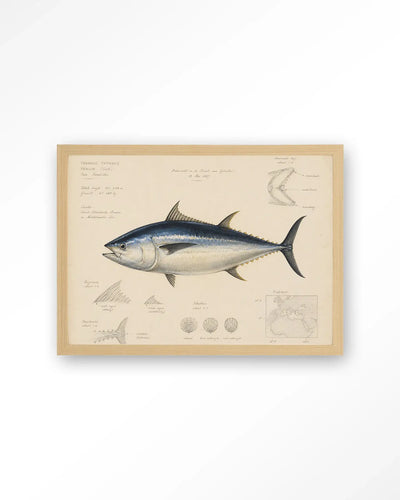 Tuna Fish - Moderne Wanddecoratie | Artprint, Glass Art & Wandkleed by Urban Cotton