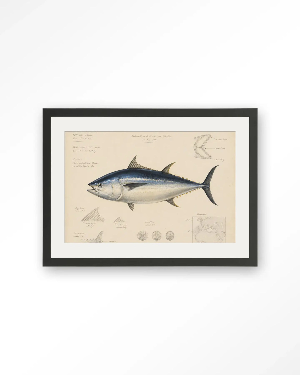 Tuna Fish - Moderne Wanddecoratie | Artprint, Glass Art & Wandkleed by Urban Cotton