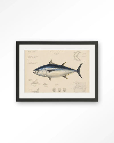 Tuna Fish - Moderne Wanddecoratie | Artprint, Glass Art & Wandkleed by Urban Cotton