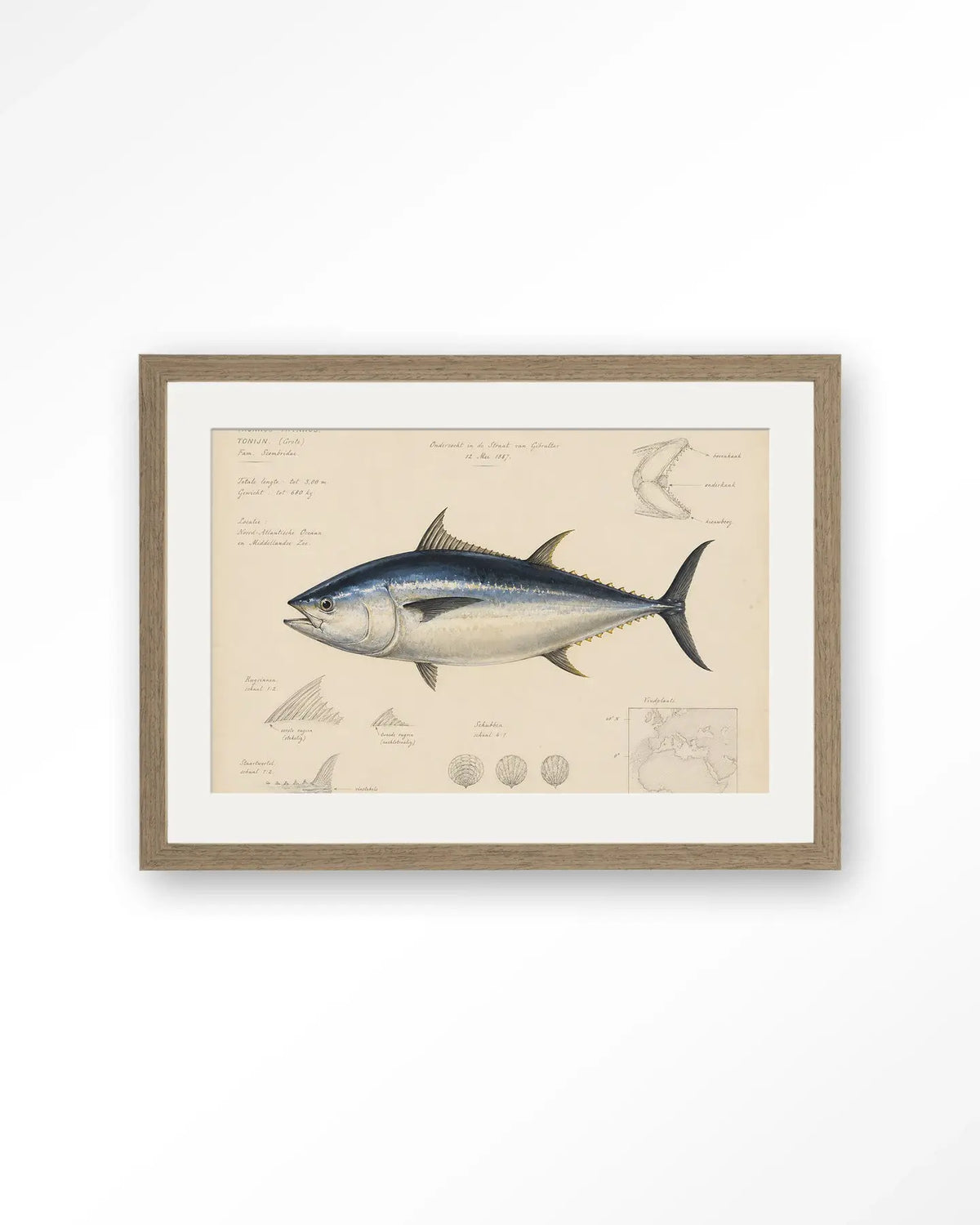 Tuna Fish - Moderne Wanddecoratie | Artprint, Glass Art & Wandkleed by Urban Cotton