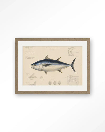 Tuna Fish - Moderne Wanddecoratie | Artprint, Glass Art & Wandkleed by Urban Cotton