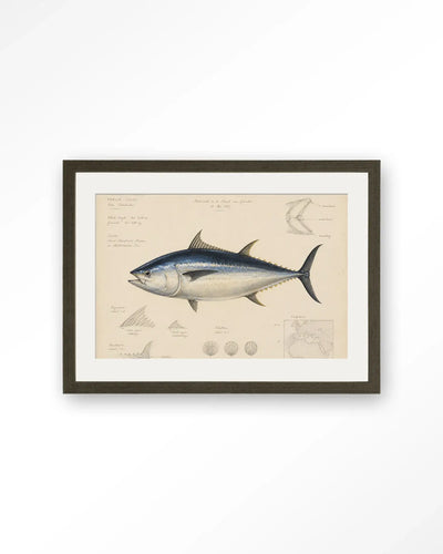 Tuna Fish - Moderne Wanddecoratie | Artprint, Glass Art & Wandkleed by Urban Cotton