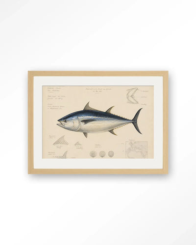 Tuna Fish - Moderne Wanddecoratie | Artprint, Glass Art & Wandkleed by Urban Cotton