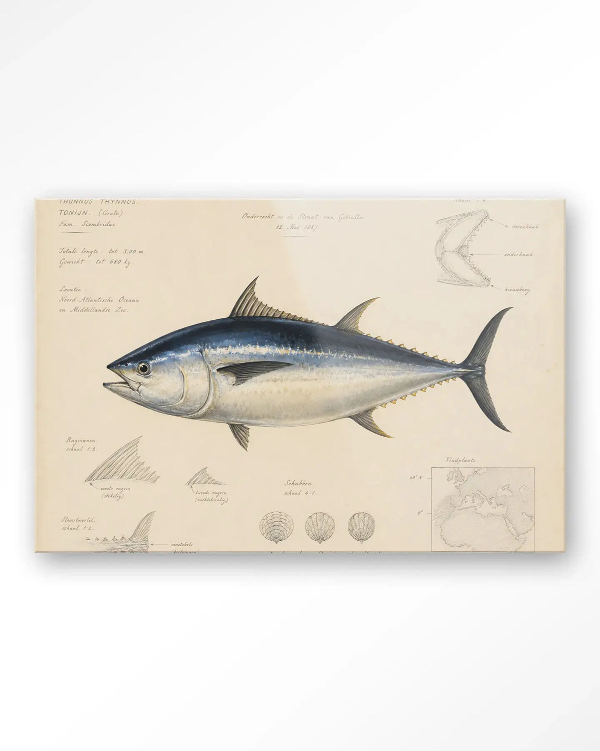 Tuna Fish - Moderne Wanddecoratie | Artprint, Glass Art & Wandkleed by Urban Cotton
