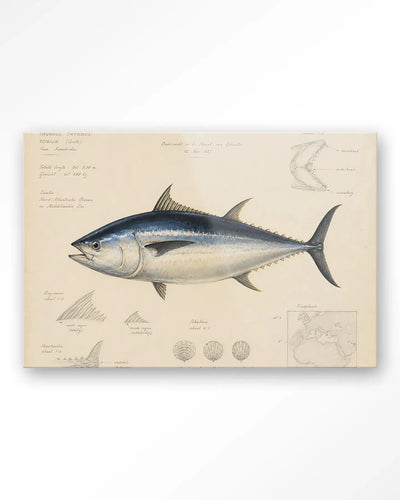 Tuna Fish - Moderne Wanddecoratie | Artprint, Glass Art & Wandkleed by Urban Cotton