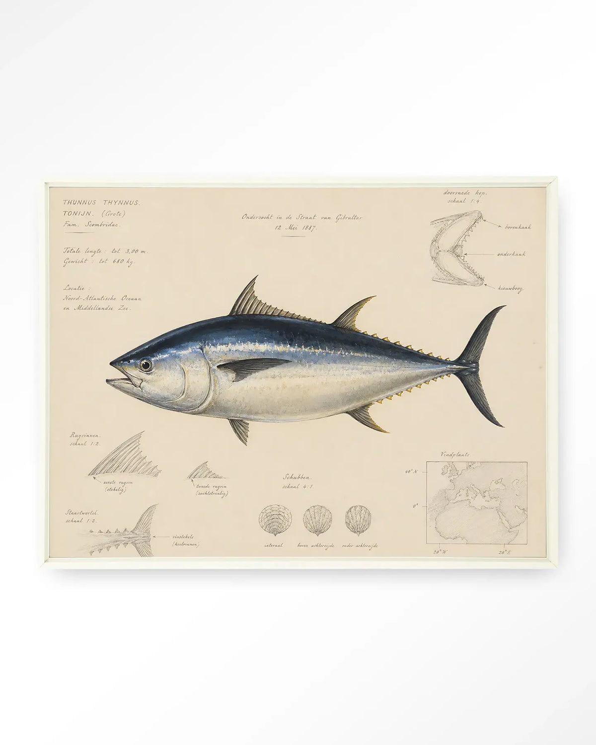 Tuna Fish - Moderne Wanddecoratie | Artprint, Glass Art & Wandkleed by Urban Cotton