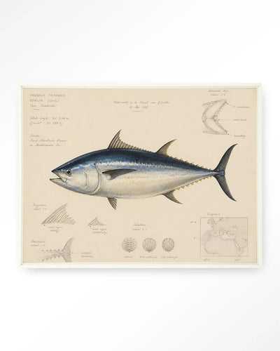 Tuna Fish - Moderne Wanddecoratie | Artprint, Glass Art & Wandkleed by Urban Cotton