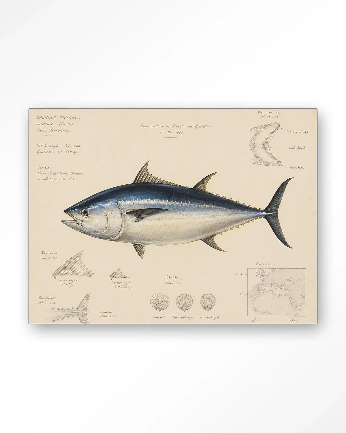 Tuna Fish - Moderne Wanddecoratie | Artprint, Glass Art & Wandkleed by Urban Cotton