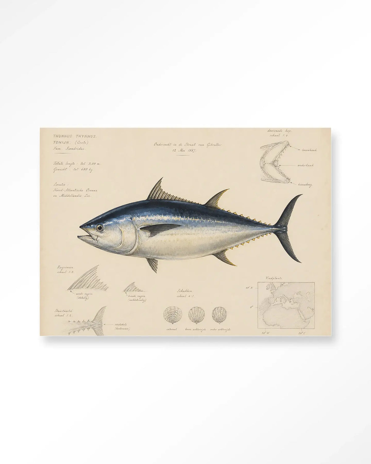 Tuna Fish - Moderne Wanddecoratie | Artprint, Glass Art & Wandkleed by Urban Cotton