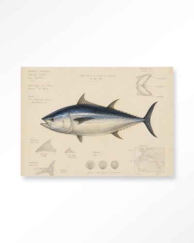 Tuna Fish - Moderne Wanddecoratie | Artprint, Glass Art & Wandkleed by Urban Cotton