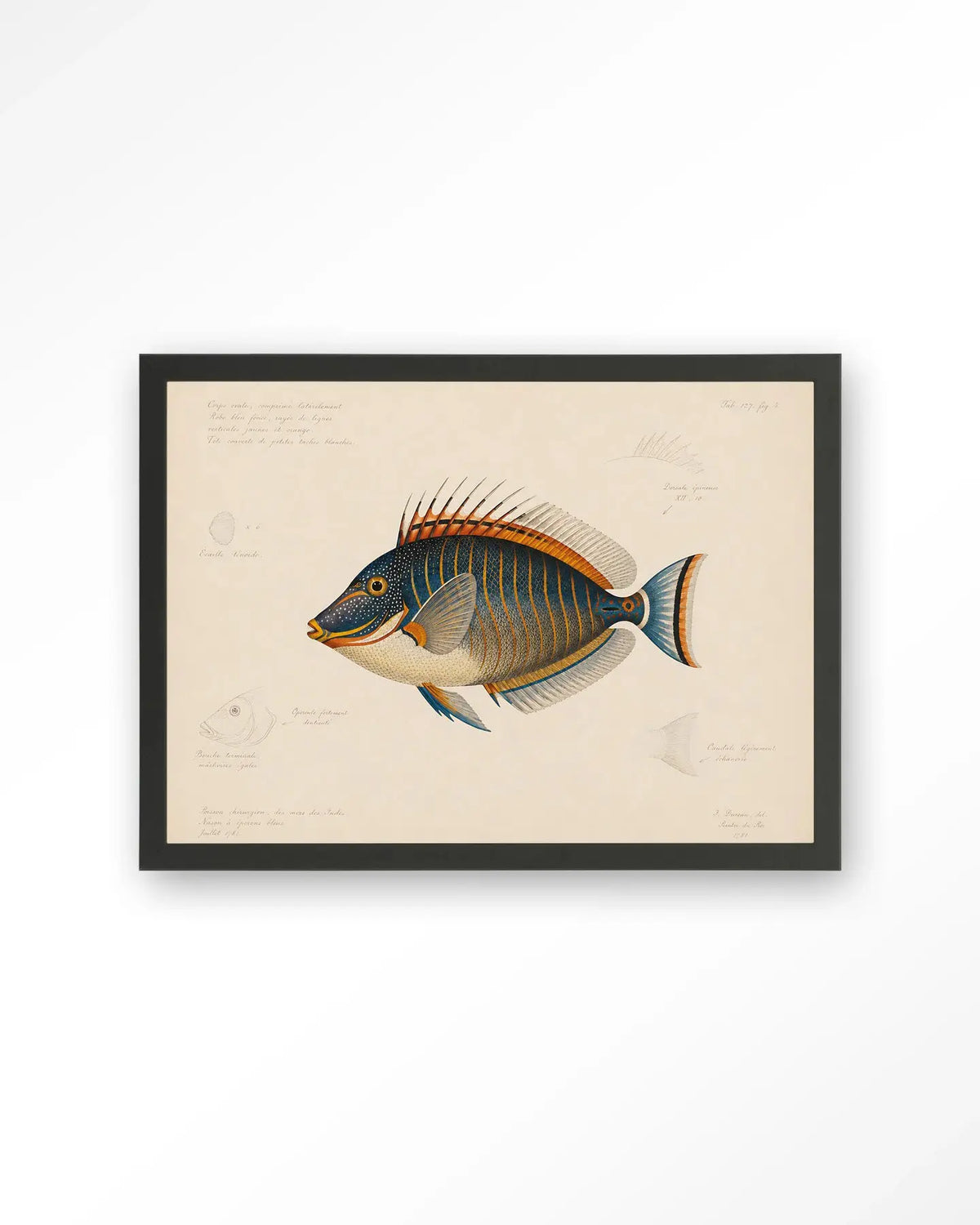 Tropical Fish - Moderne Wanddecoratie | Artprint, Glass Art & Wandkleed by Urban Cotton