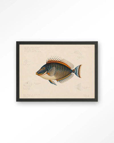 Tropical Fish - Moderne Wanddecoratie | Artprint, Glass Art & Wandkleed by Urban Cotton