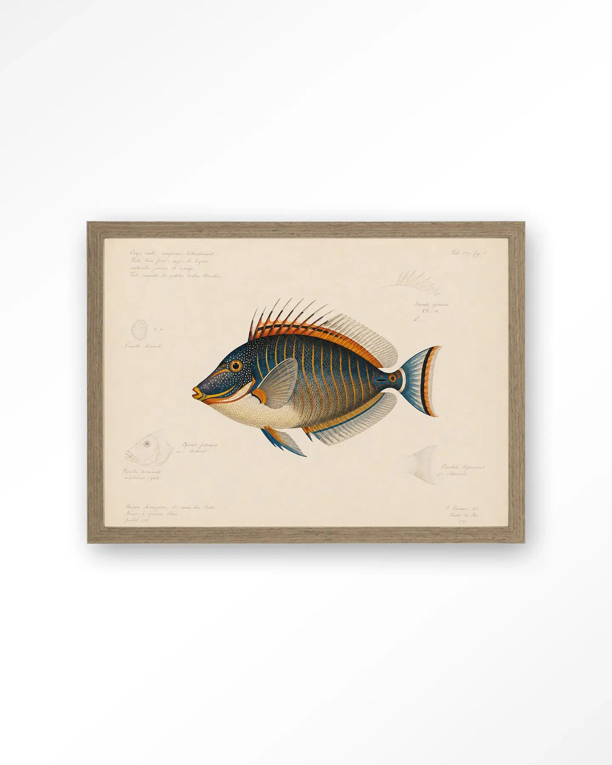 Tropical Fish - Moderne Wanddecoratie | Artprint, Glass Art & Wandkleed by Urban Cotton