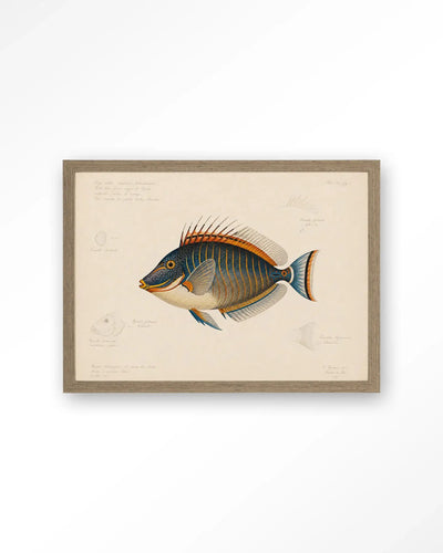 Tropical Fish - Moderne Wanddecoratie | Artprint, Glass Art & Wandkleed by Urban Cotton