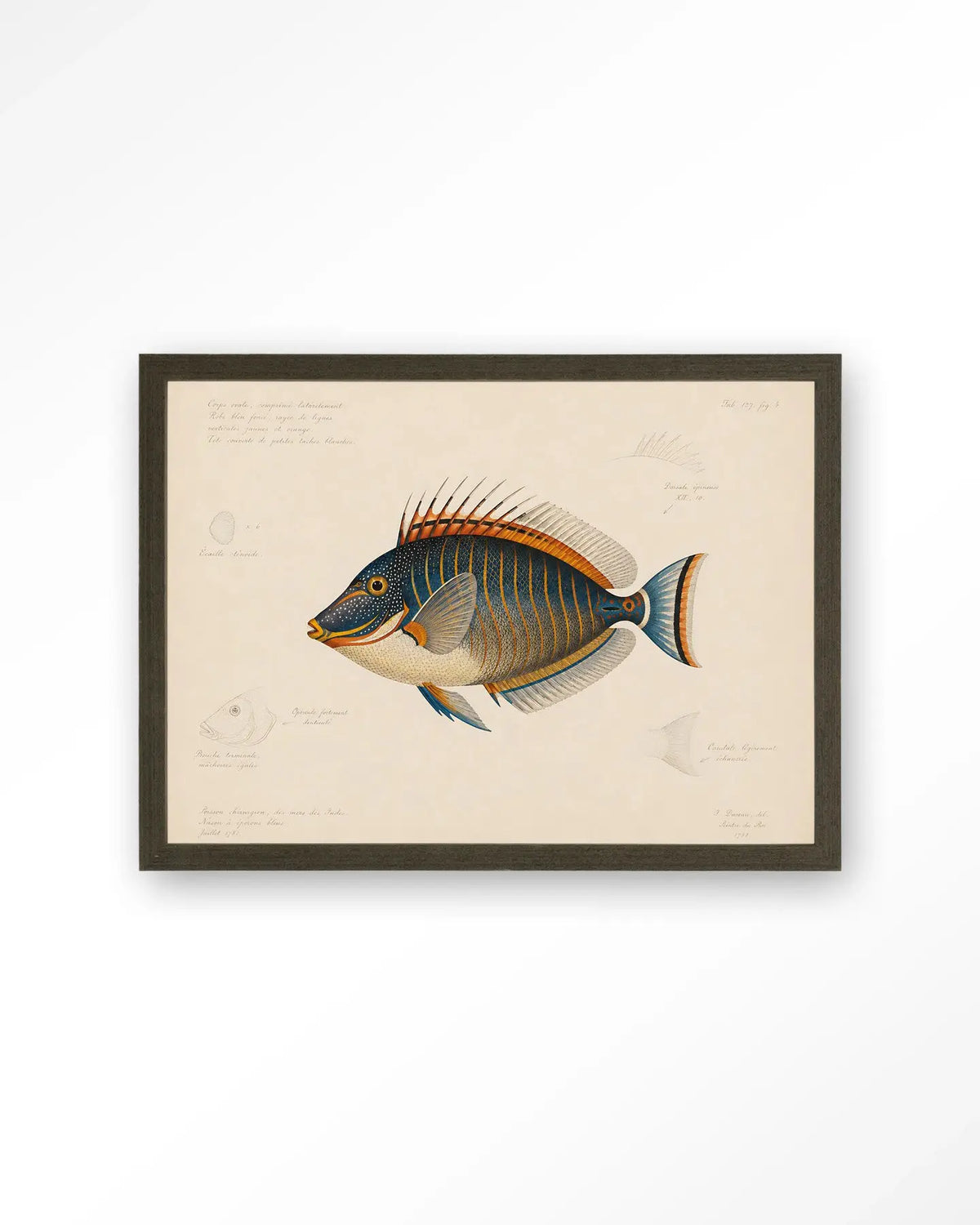 Tropical Fish - Moderne Wanddecoratie | Artprint, Glass Art & Wandkleed by Urban Cotton