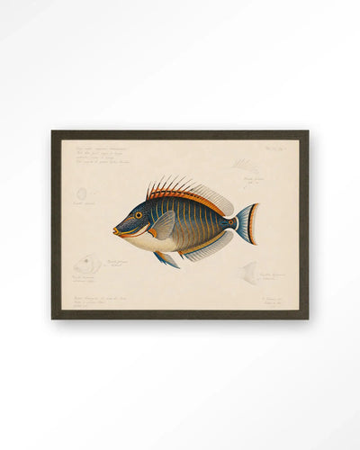 Tropical Fish - Moderne Wanddecoratie | Artprint, Glass Art & Wandkleed by Urban Cotton