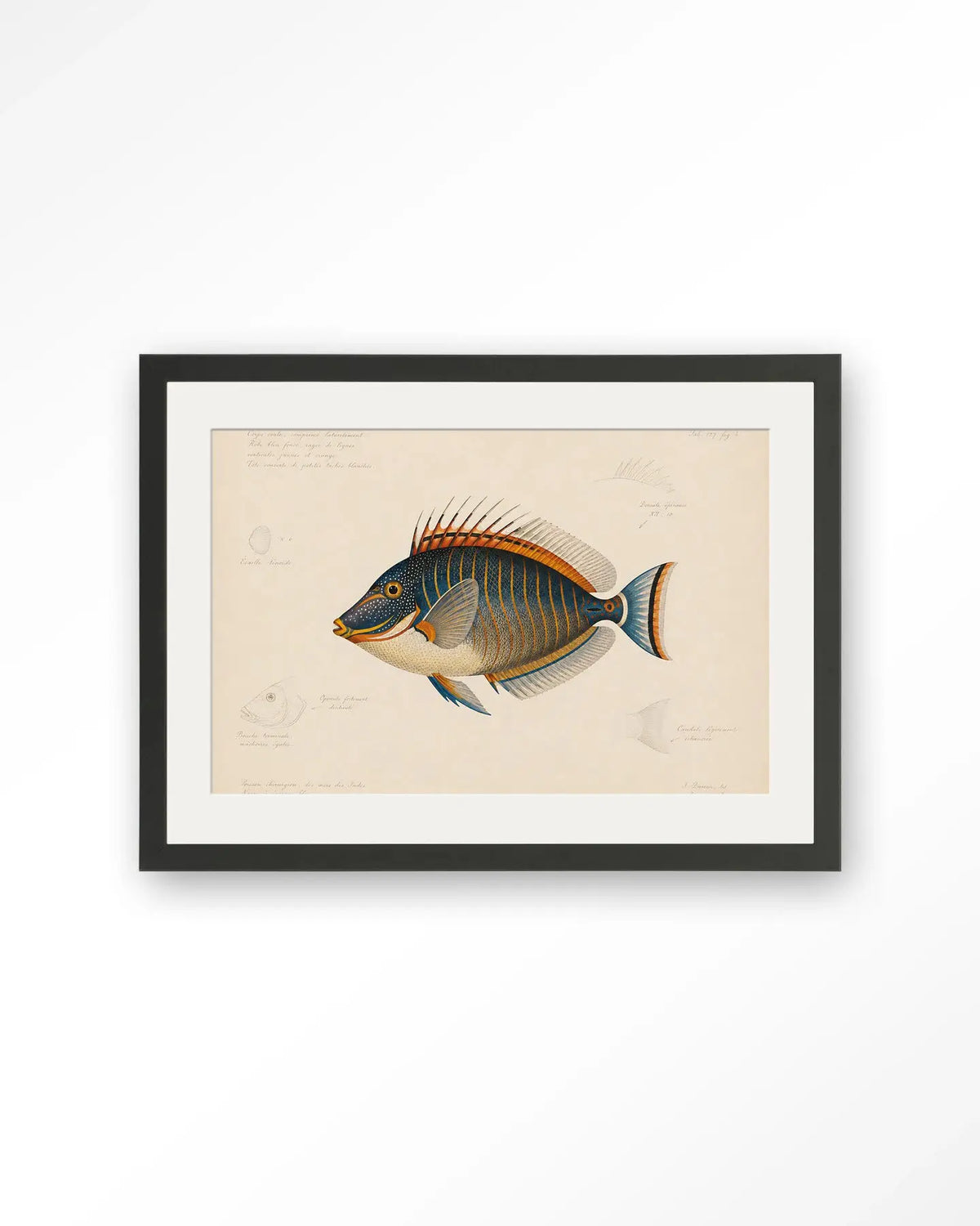 Tropical Fish - Moderne Wanddecoratie | Artprint, Glass Art & Wandkleed by Urban Cotton