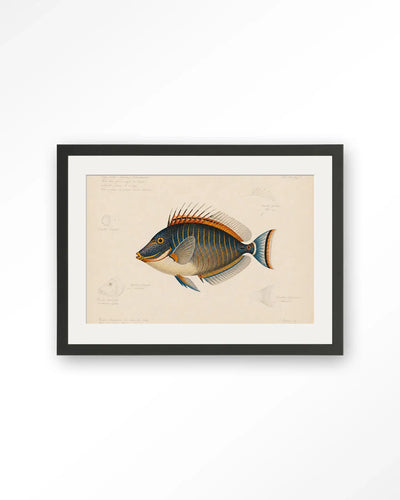 Tropical Fish - Moderne Wanddecoratie | Artprint, Glass Art & Wandkleed by Urban Cotton