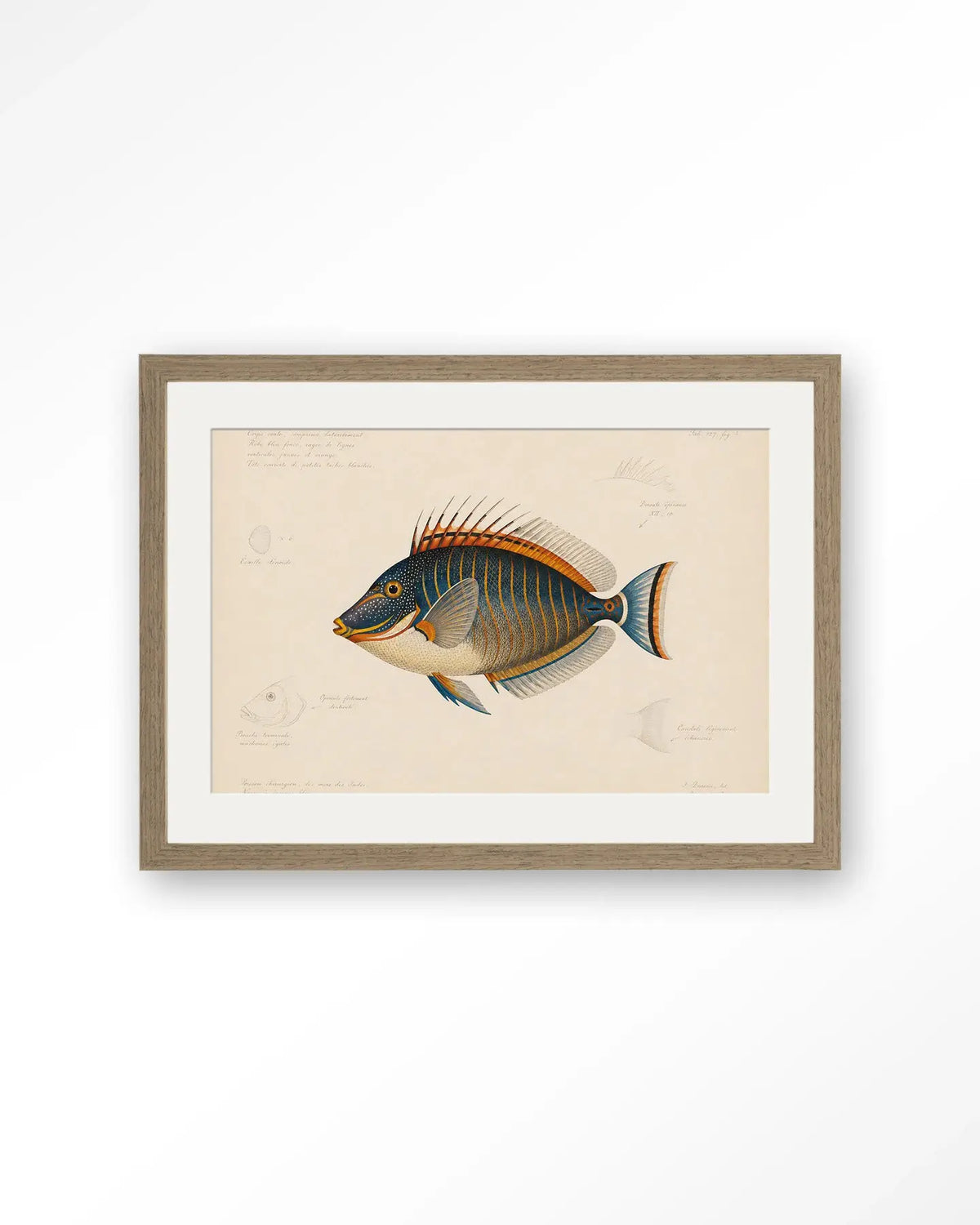 Tropical Fish - Moderne Wanddecoratie | Artprint, Glass Art & Wandkleed by Urban Cotton