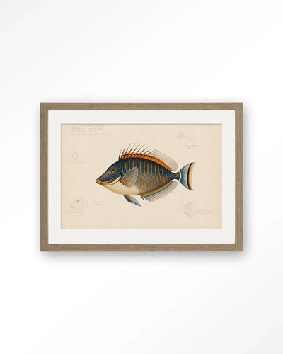 Tropical Fish - Moderne Wanddecoratie | Artprint, Glass Art & Wandkleed by Urban Cotton