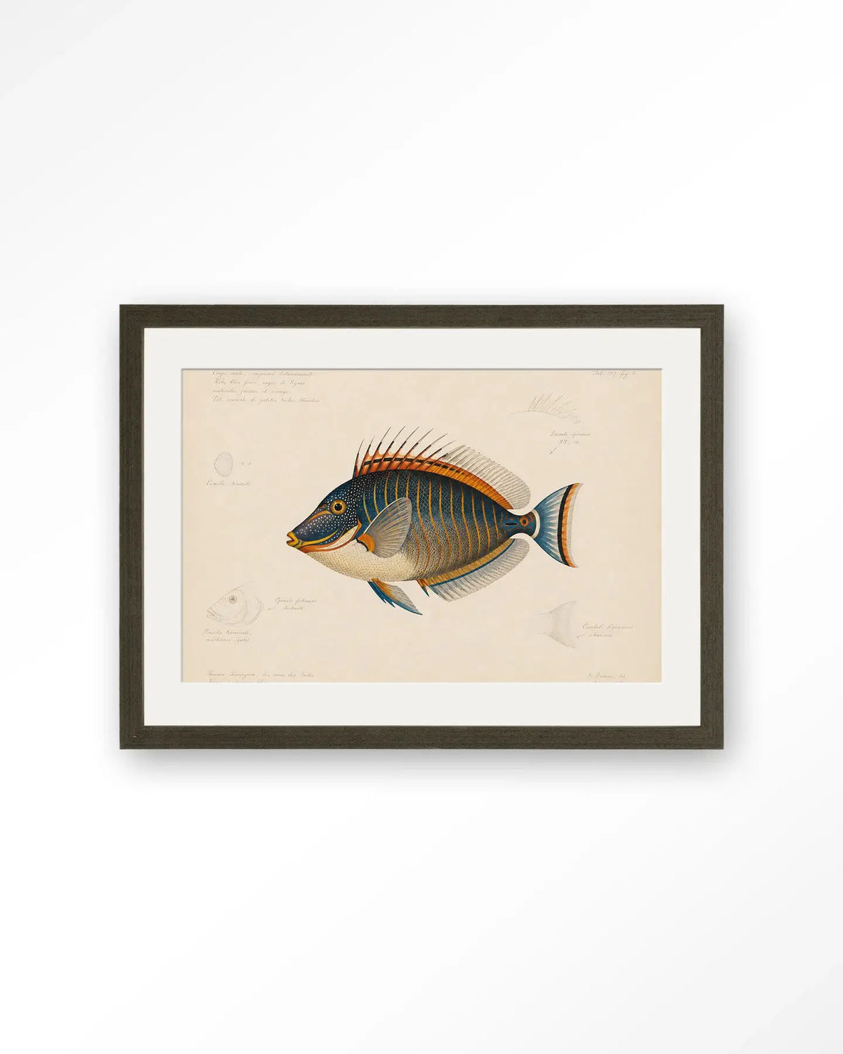 Tropical Fish - Moderne Wanddecoratie | Artprint, Glass Art & Wandkleed by Urban Cotton