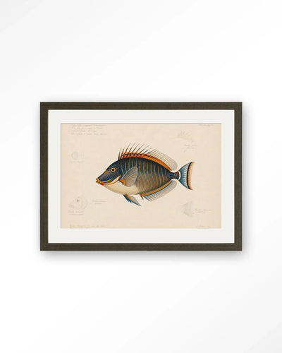 Tropical Fish - Moderne Wanddecoratie | Artprint, Glass Art & Wandkleed by Urban Cotton