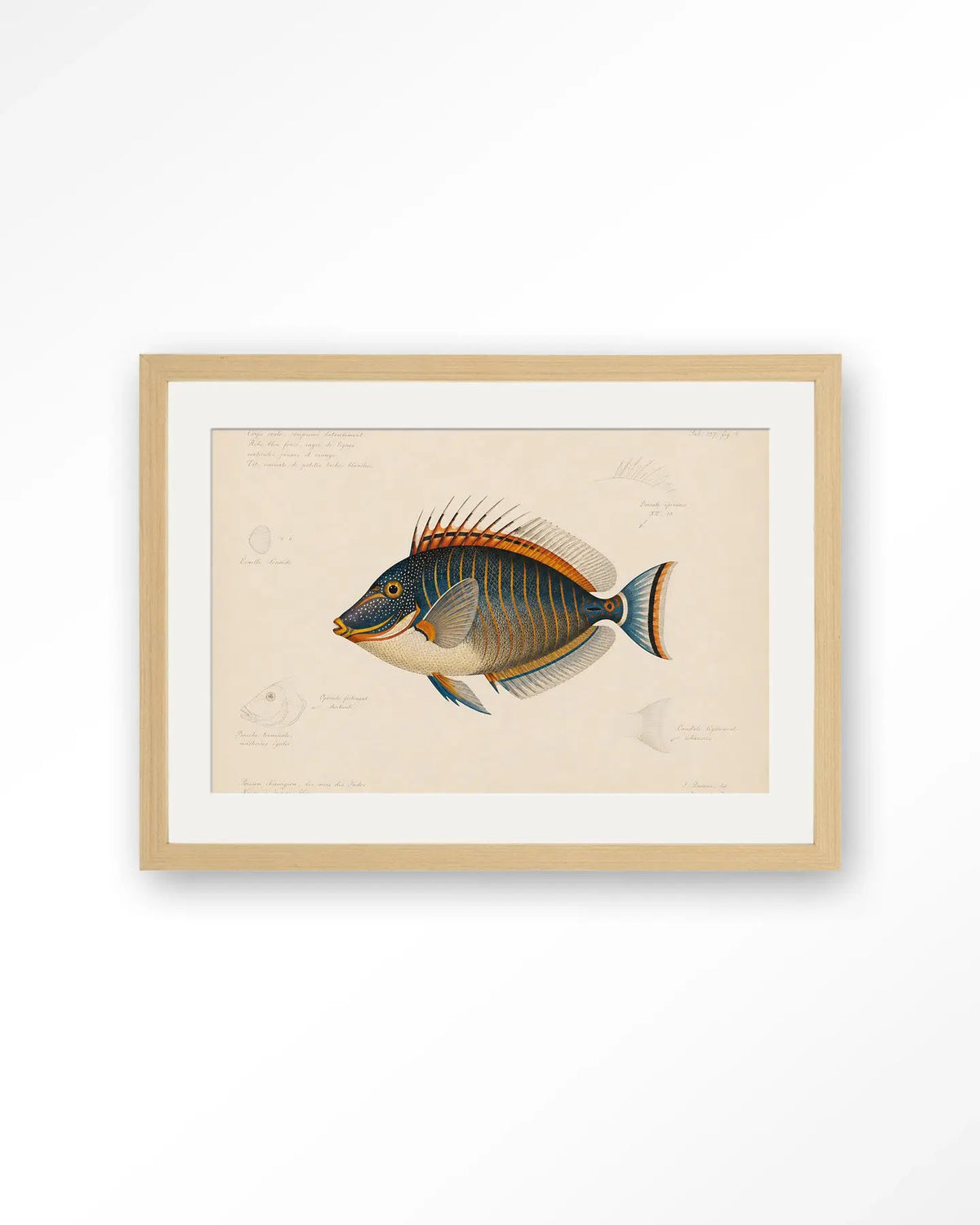 Tropical Fish - Moderne Wanddecoratie | Artprint, Glass Art & Wandkleed by Urban Cotton