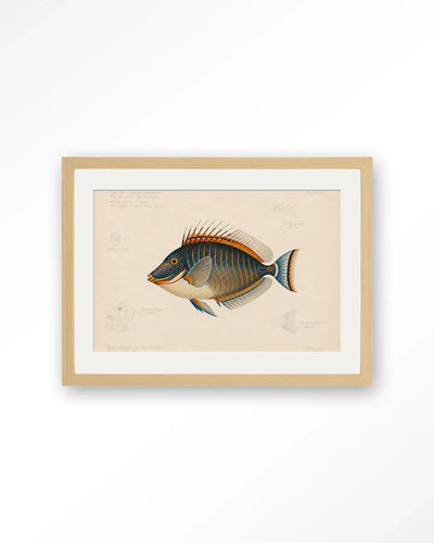 Tropical Fish - Moderne Wanddecoratie | Artprint, Glass Art & Wandkleed by Urban Cotton