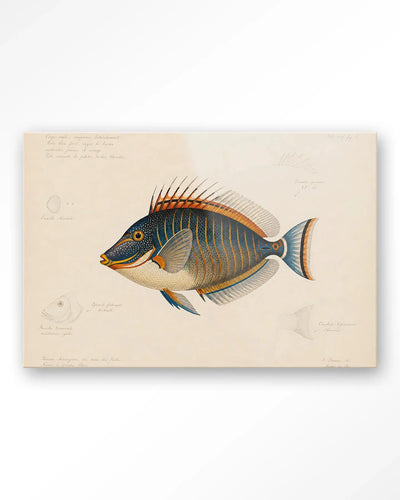Tropical Fish - Moderne Wanddecoratie | Artprint, Glass Art & Wandkleed by Urban Cotton