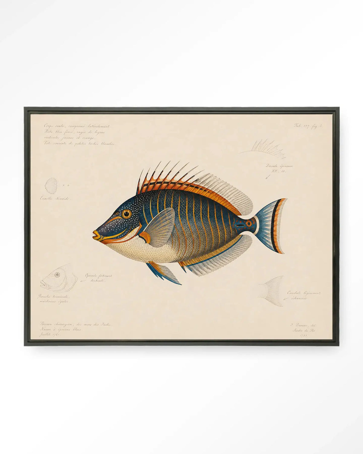 Tropical Fish - Moderne Wanddecoratie | Artprint, Glass Art & Wandkleed by Urban Cotton