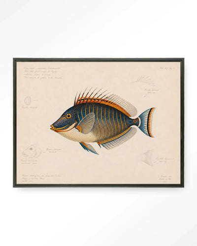 Tropical Fish - Moderne Wanddecoratie | Artprint, Glass Art & Wandkleed by Urban Cotton