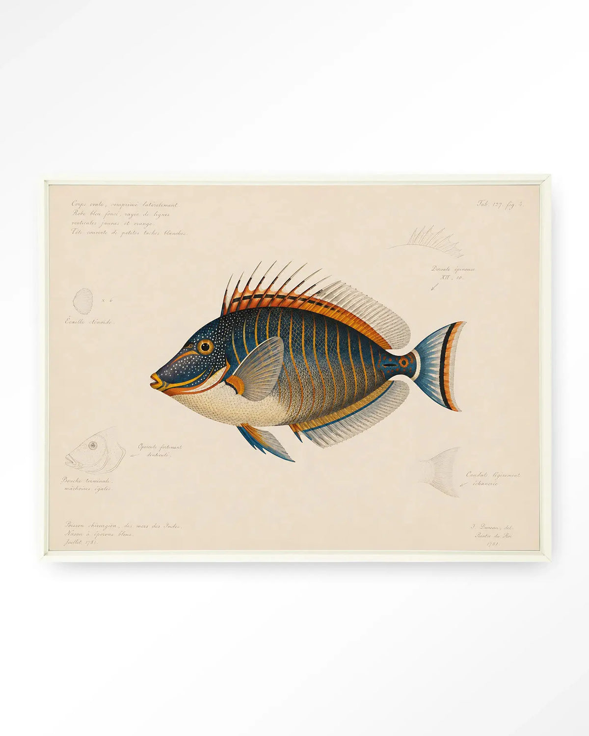 Tropical Fish - Moderne Wanddecoratie | Artprint, Glass Art & Wandkleed by Urban Cotton