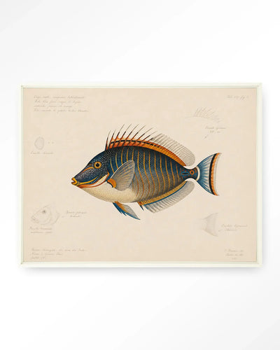 Tropical Fish - Moderne Wanddecoratie | Artprint, Glass Art & Wandkleed by Urban Cotton