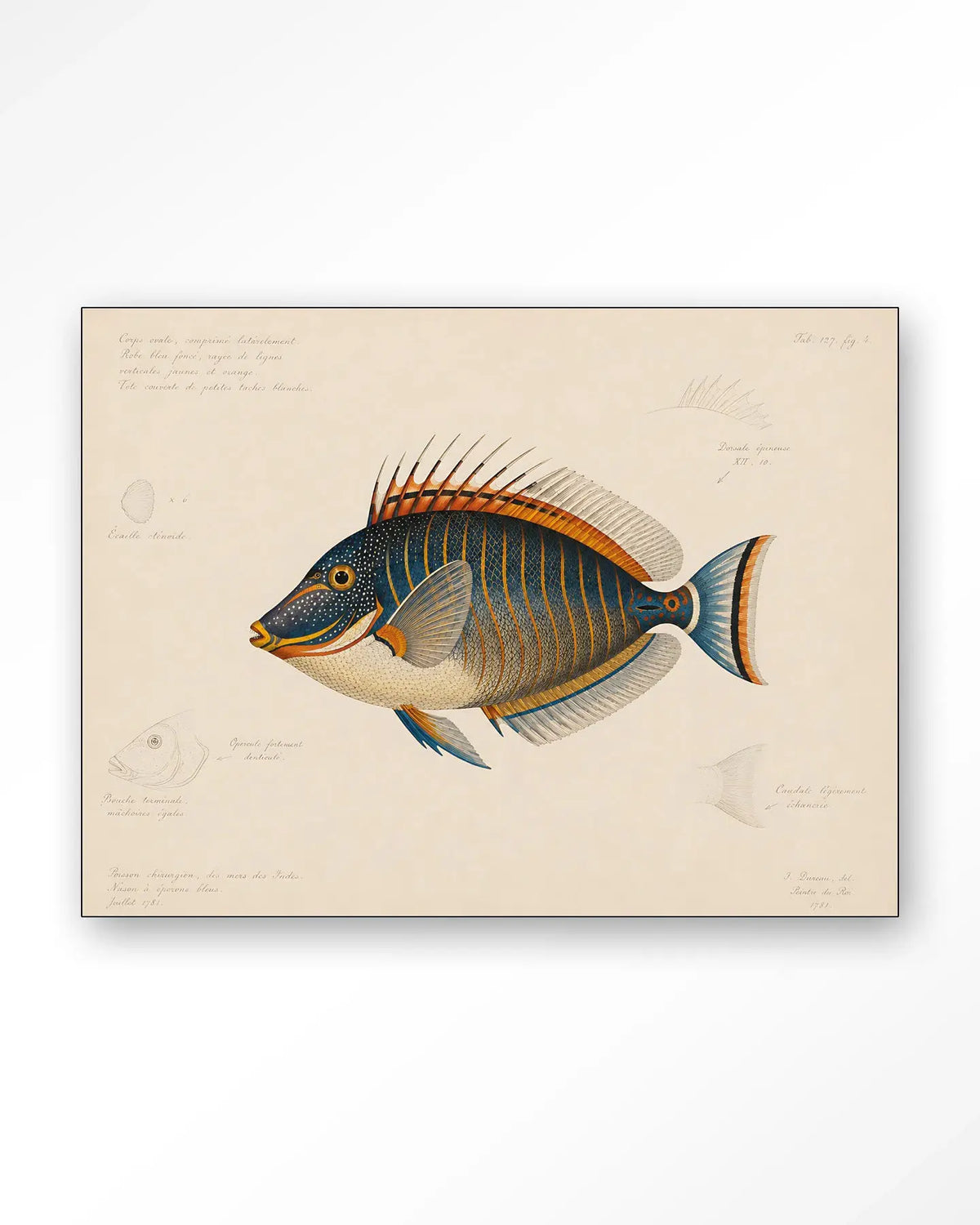 Tropical Fish - Moderne Wanddecoratie | Artprint, Glass Art & Wandkleed by Urban Cotton