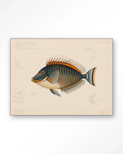 Tropical Fish - Moderne Wanddecoratie | Artprint, Glass Art & Wandkleed by Urban Cotton