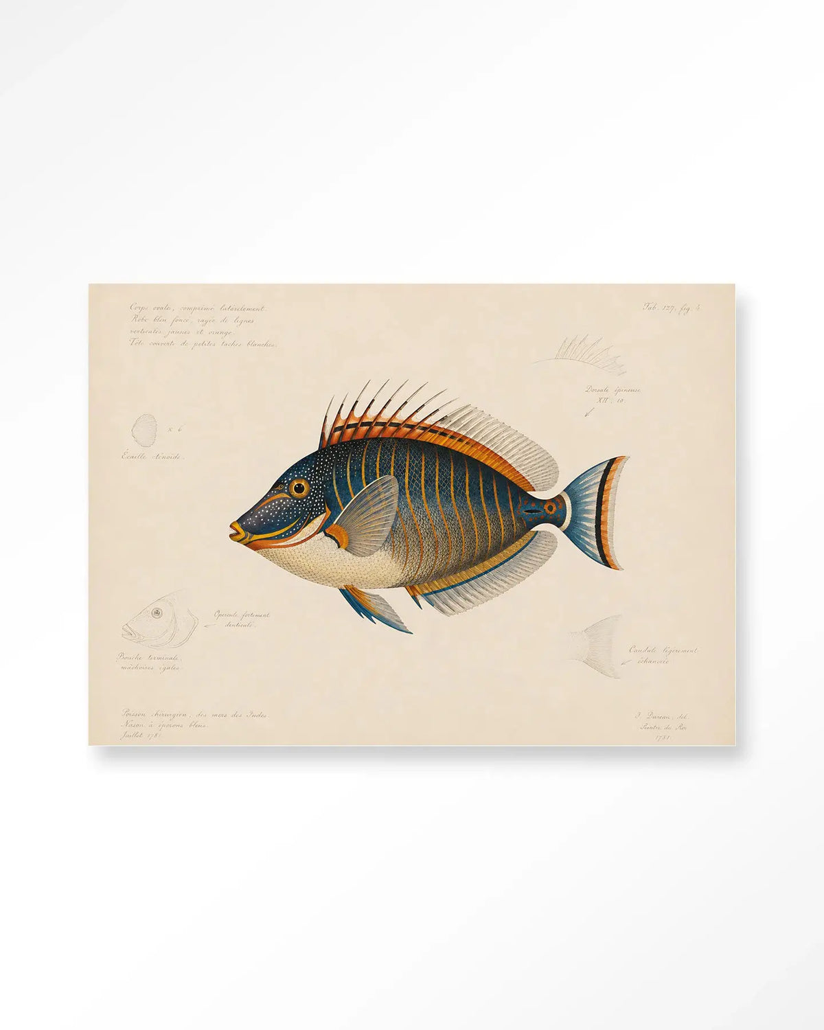 Tropical Fish - Moderne Wanddecoratie | Artprint, Glass Art & Wandkleed by Urban Cotton