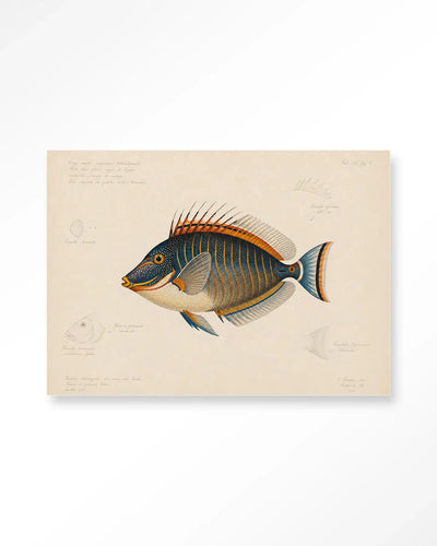 Tropical Fish - Moderne Wanddecoratie | Artprint, Glass Art & Wandkleed by Urban Cotton