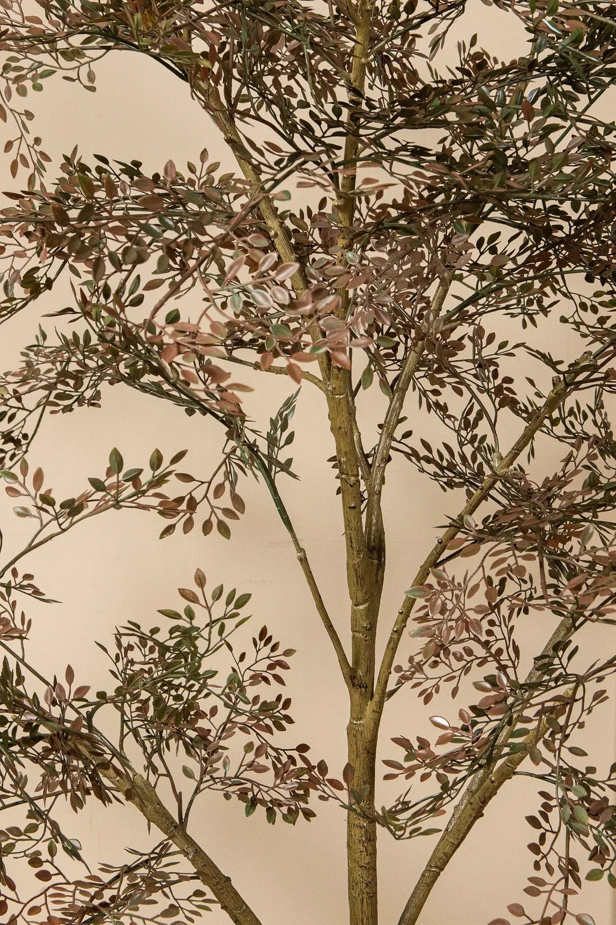 Groene PTMD-boom met kleine bladeren in pot, decoratief kamerplant voor binnen en buiten.