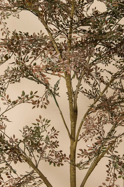 Groene PTMD-boom met kleine bladeren in pot, decoratief kamerplant voor binnen en buiten.