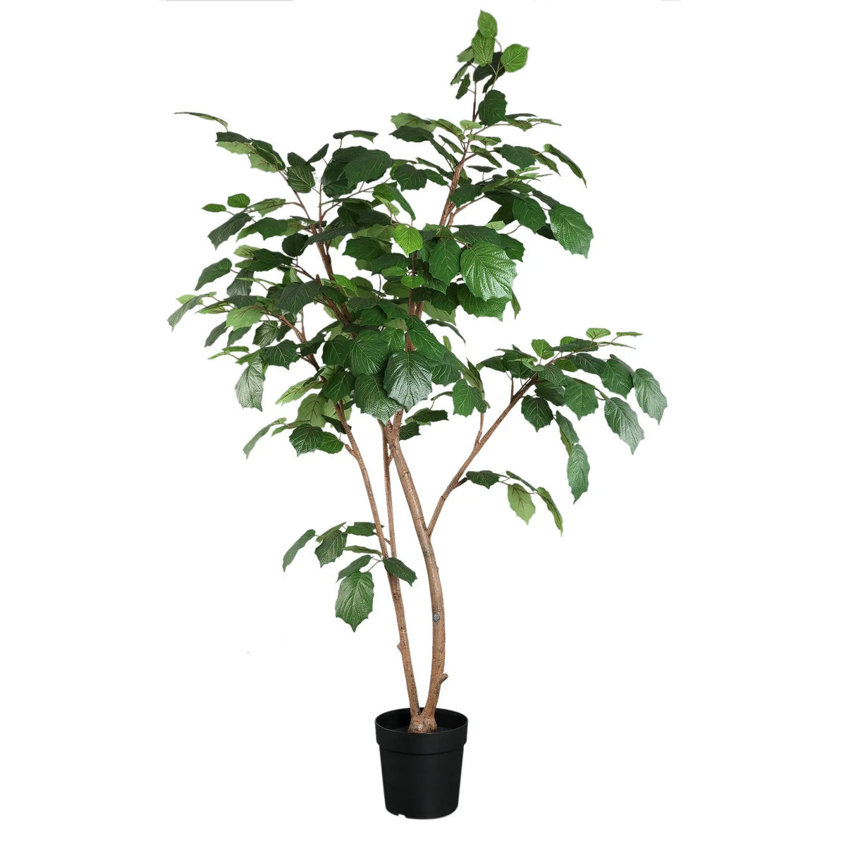 Groene druivenbladenvruchtboom in pot, PTMD, met levendige bladeren en natuurlijke uitstraling.