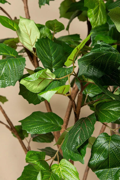 Groene druivenbladeren in een pot van PTMD, decoratief boompje met levendige bladeren voor binnen of buiten.