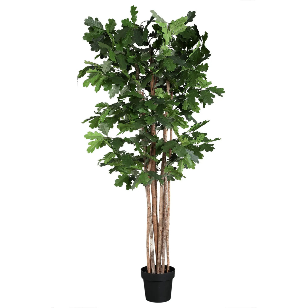 Groene eikenboom in pot van PTMD, decoratief interieurstuk met volle bladeren en natuurlijke uitstraling.