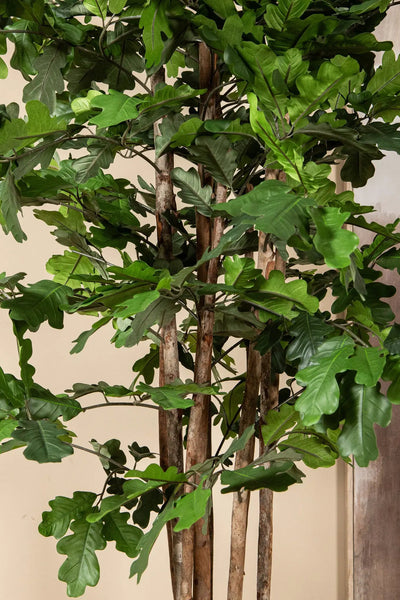 Groene eikenboom in pot van PTMD, decoratief binnenplant met volle groene bladeren en stevige stam.