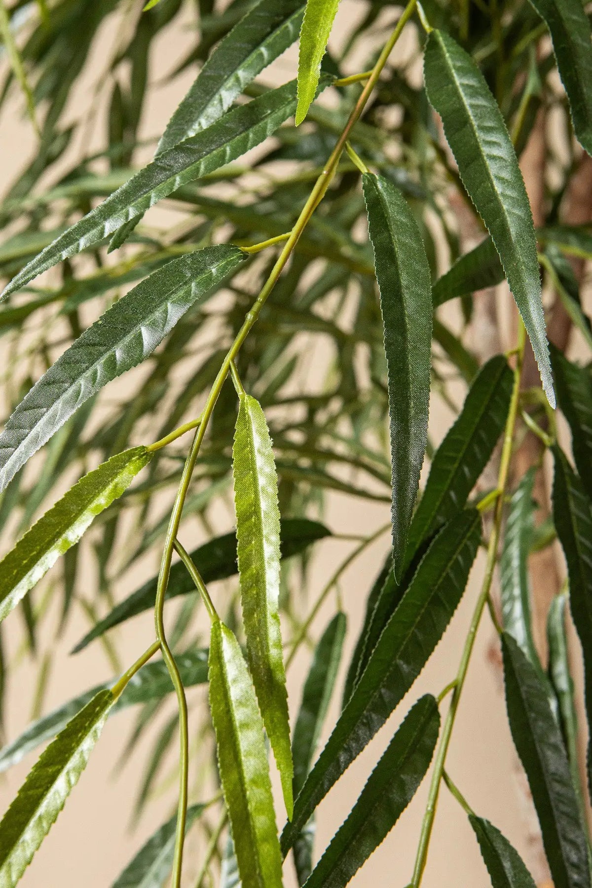 Groene Ficus Alii in zwarte pot, PTMD, levendige groene bladeren, decoratief kamerplant voor binnengebruik