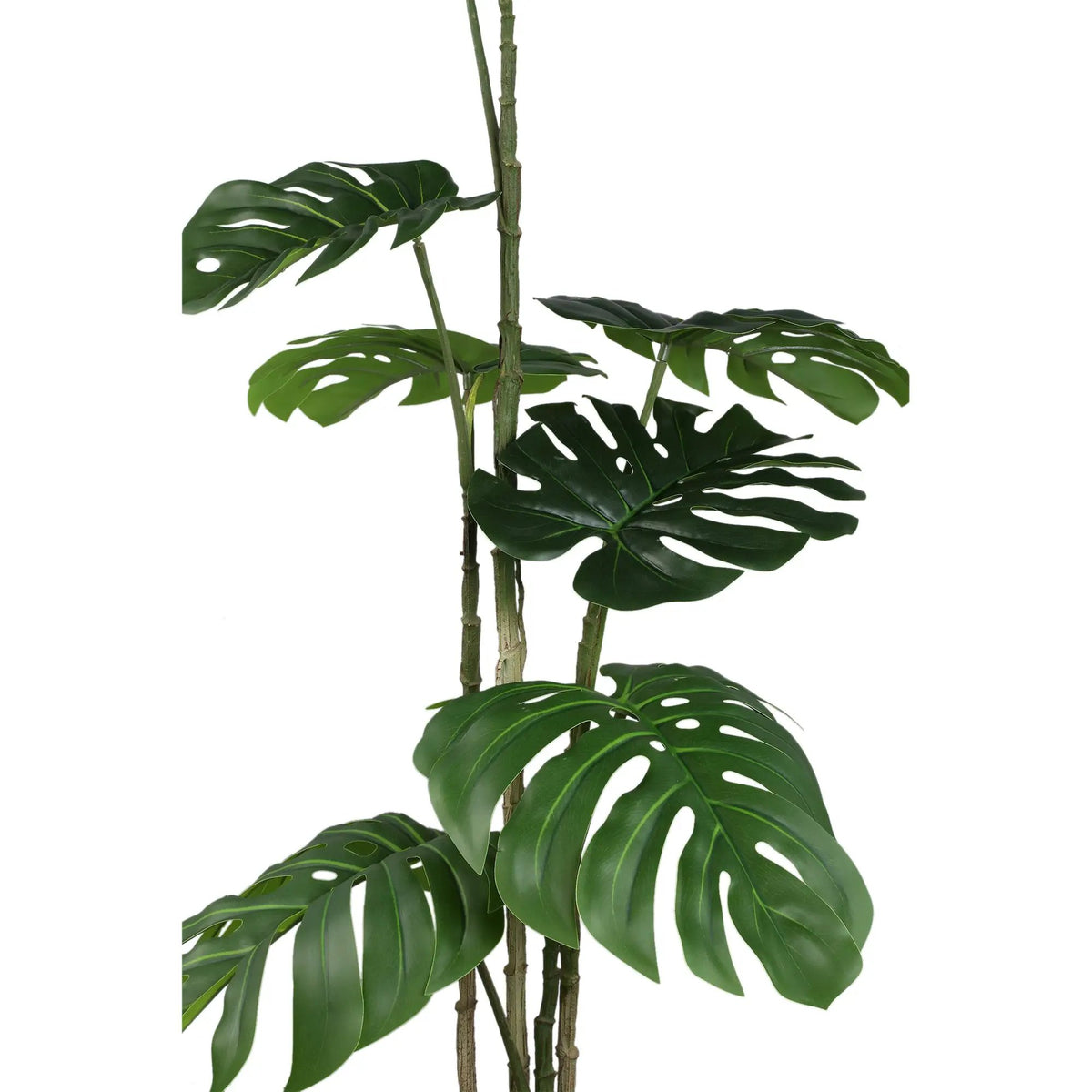 Groene monstera-plant in pot van PTMD, compacte maat met grote, gespleten bladeren voor binnenhuisdecoratie
